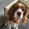 Biblioteka_pupil